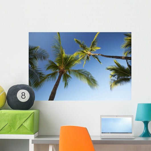 Hawaii, Lanai, Hulope Beach, Plam trees from below Wall Mural