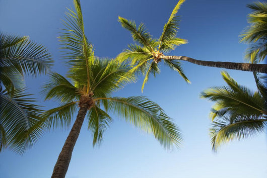 Hawaii, Lanai, Hulope Beach, Plam trees from below Wall Mural