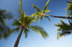 Hawaii, Lanai, Hulope Beach, Plam trees from below Wall Mural