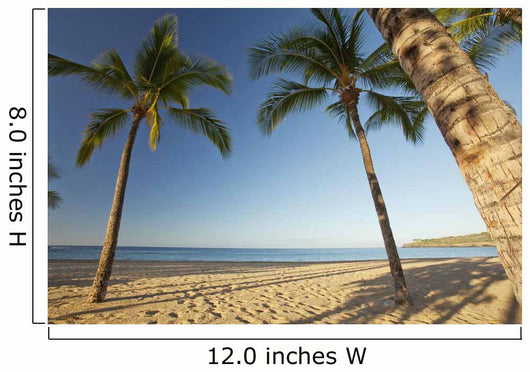 Hawaii, Lanai, Hulopoe Beach, Tall palm trees on a beautiful beach Wall Mural