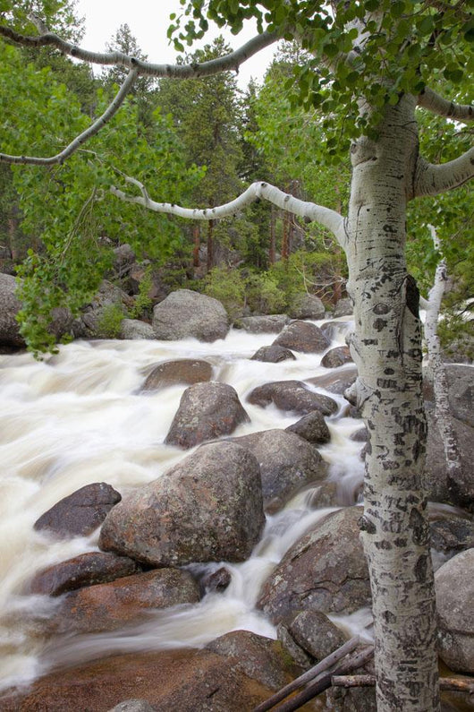 Colorado, Rocky Mountains, A raging river with lush foliage Wall Mural