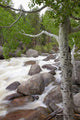 Colorado, Rocky Mountains, A raging river with lush foliage Wall Mural