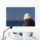 Alaska, A stoic Bald Eagle against a clear blue sky Wall Mural