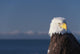 Alaska, A stoic Bald Eagle against a clear blue sky Wall Mural