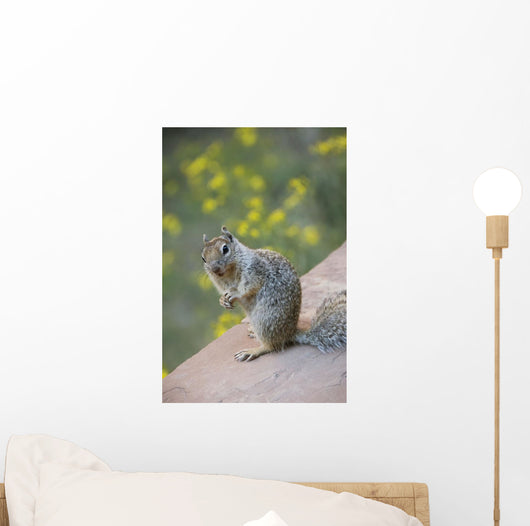 Utah, Zion National Park, Rock Squirrel on ledge Wall Mural