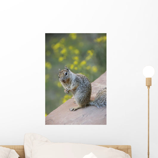 Utah, Zion National Park, Rock Squirrel on ledge Wall Mural