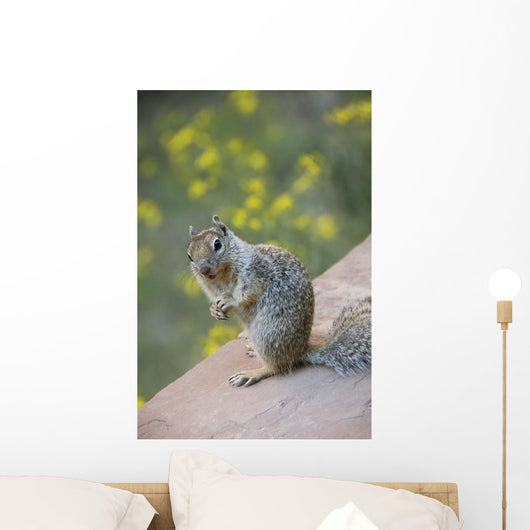 Utah, Zion National Park, Rock Squirrel on ledge Wall Mural