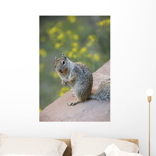 Utah, Zion National Park, Rock Squirrel on ledge Wall Mural