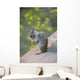 Utah, Zion National Park, Rock Squirrel on ledge Wall Mural
