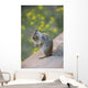 Utah, Zion National Park, Rock Squirrel on ledge Wall Mural