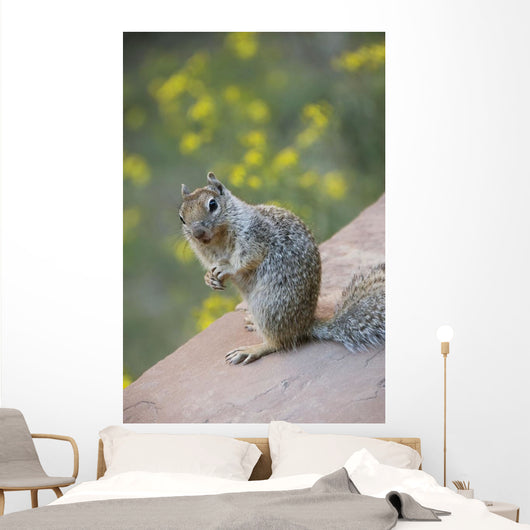 Utah, Zion National Park, Rock Squirrel on ledge Wall Mural