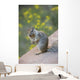Utah, Zion National Park, Rock Squirrel on ledge Wall Mural