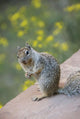 Utah, Zion National Park, Rock Squirrel on ledge Wall Mural