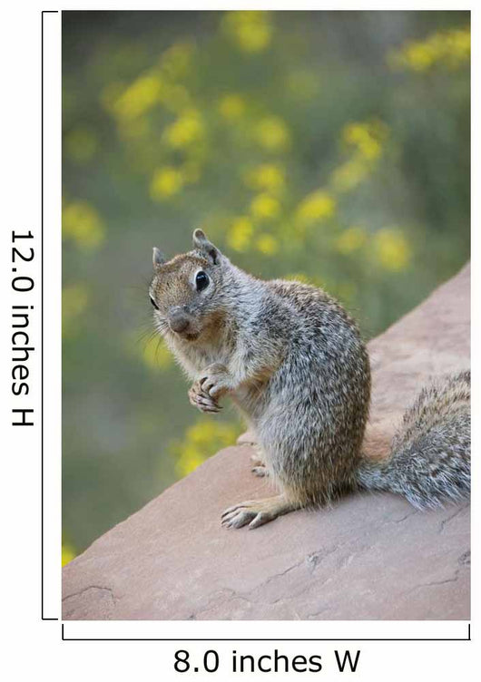 Utah, Zion National Park, Rock Squirrel on ledge Wall Mural