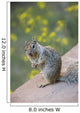 Utah, Zion National Park, Rock Squirrel on ledge Wall Mural