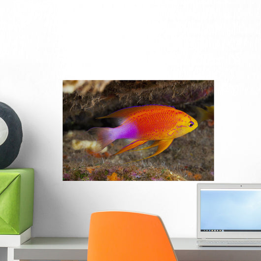 Hawaii, a male Hawaiian longfin anthias swimming on the ocean floor Wall Mural