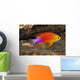 Hawaii, a male Hawaiian longfin anthias swimming on the ocean floor Wall Mural