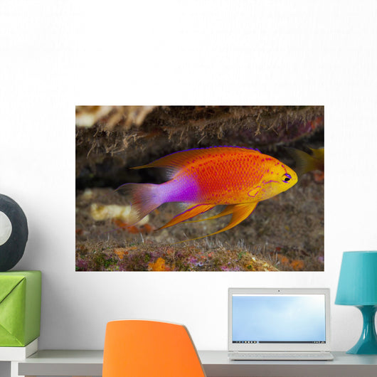 Hawaii, a male Hawaiian longfin anthias swimming on the ocean floor Wall Mural