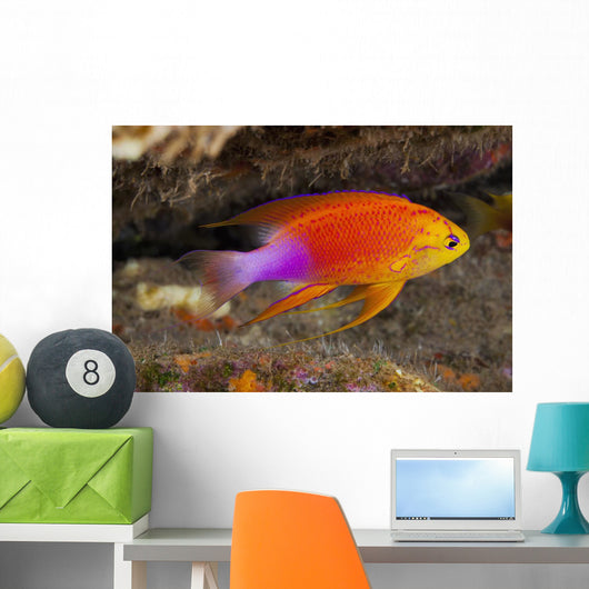 Hawaii, a male Hawaiian longfin anthias swimming on the ocean floor Wall Mural