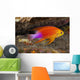 Hawaii, a male Hawaiian longfin anthias swimming on the ocean floor Wall Mural