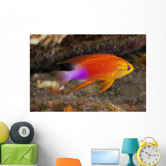 Hawaii, a male Hawaiian longfin anthias swimming on the ocean floor Wall Mural