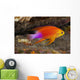 Hawaii, a male Hawaiian longfin anthias swimming on the ocean floor Wall Mural