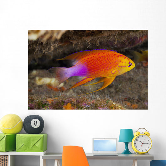 Hawaii, a male Hawaiian longfin anthias swimming on the ocean floor Wall Mural