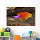 Hawaii, a male Hawaiian longfin anthias swimming on the ocean floor Wall Mural
