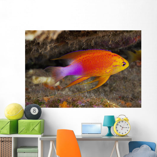 Hawaii, a male Hawaiian longfin anthias swimming on the ocean floor Wall Mural