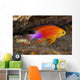 Hawaii, a male Hawaiian longfin anthias swimming on the ocean floor Wall Mural