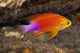 Hawaii, a male Hawaiian longfin anthias swimming on the ocean floor Wall Mural