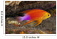 Hawaii, a male Hawaiian longfin anthias swimming on the ocean floor Wall Mural