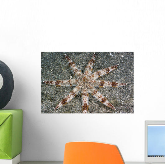 Hawaii, Maui, An unusual eight-armed seastar on the ocean floor Wall Mural