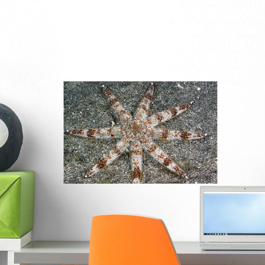 Hawaii, Maui, An unusual eight-armed seastar on the ocean floor Wall Mural