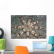 Hawaii, Maui, An unusual eight-armed seastar on the ocean floor Wall Mural