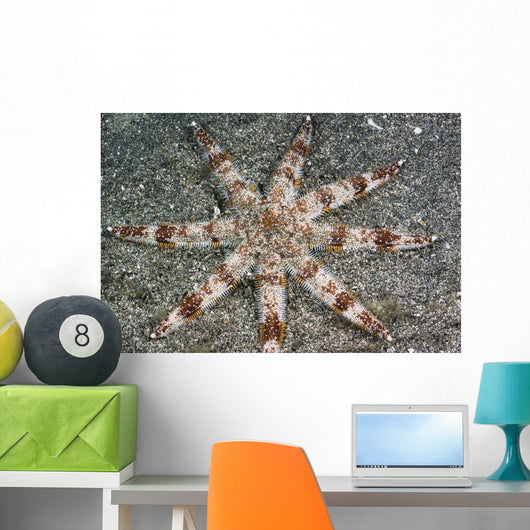 Hawaii, Maui, An unusual eight-armed seastar on the ocean floor Wall Mural