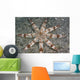 Hawaii, Maui, An unusual eight-armed seastar on the ocean floor Wall Mural