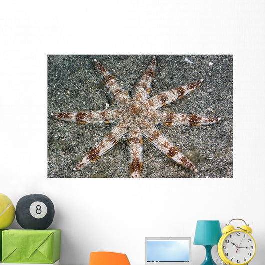 Hawaii, Maui, An unusual eight-armed seastar on the ocean floor Wall Mural