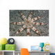 Hawaii, Maui, An unusual eight-armed seastar on the ocean floor Wall Mural