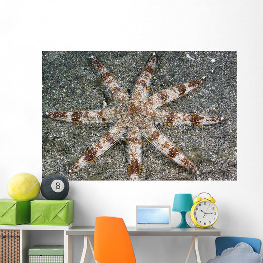 Hawaii, Maui, An unusual eight-armed seastar on the ocean floor Wall Mural