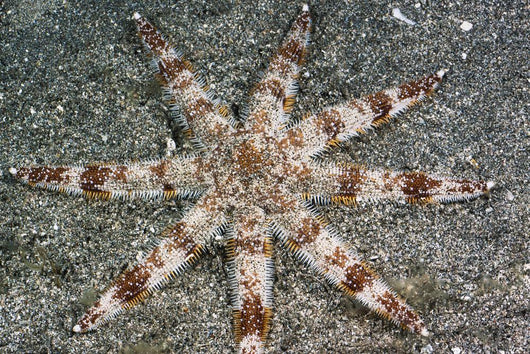 Hawaii, Maui, An unusual eight-armed seastar on the ocean floor Wall Mural