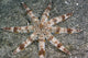 Hawaii, Maui, An unusual eight-armed seastar on the ocean floor Wall Mural