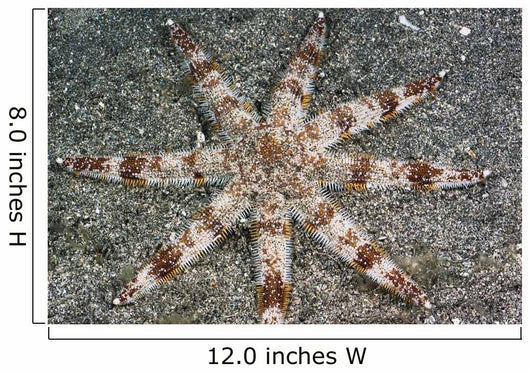 Hawaii, Maui, An unusual eight-armed seastar on the ocean floor Wall Mural