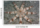 Hawaii, Maui, An unusual eight-armed seastar on the ocean floor Wall Mural