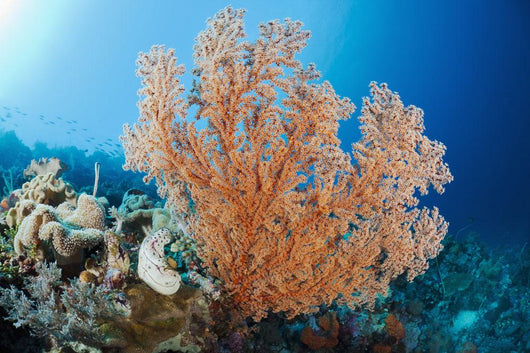 Indonesia, A gorgonian coral tree dominates this underwater scene Wall Mural