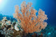 Indonesia, A gorgonian coral tree dominates this underwater scene Wall Mural