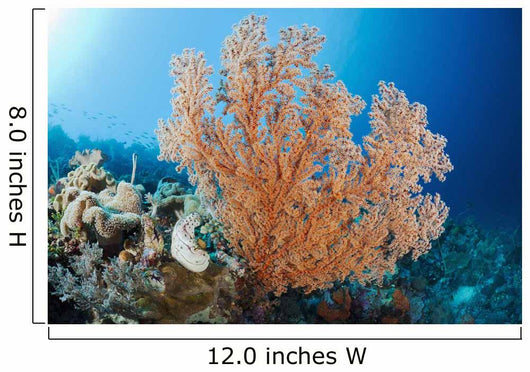 Indonesia, A gorgonian coral tree dominates this underwater scene Wall Mural