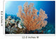 Indonesia, A gorgonian coral tree dominates this underwater scene Wall Mural
