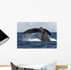Hawaii, Lanai, Tail of a humpback whale Wall Mural