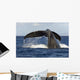 Hawaii, Lanai, Tail of a humpback whale Wall Mural